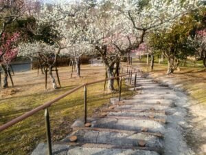 旭公園、梅、2月春の花、愛知県知多市の観光・撮影スポットの名所