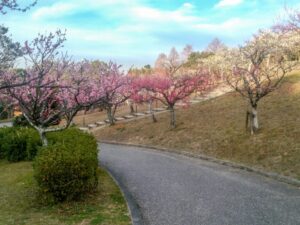 旭公園、梅、2月春の花、愛知県知多市の観光・撮影スポットの名所