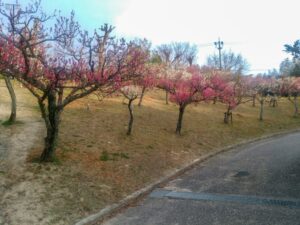旭公園、梅、2月春の花、愛知県知多市の観光・撮影スポットの名所