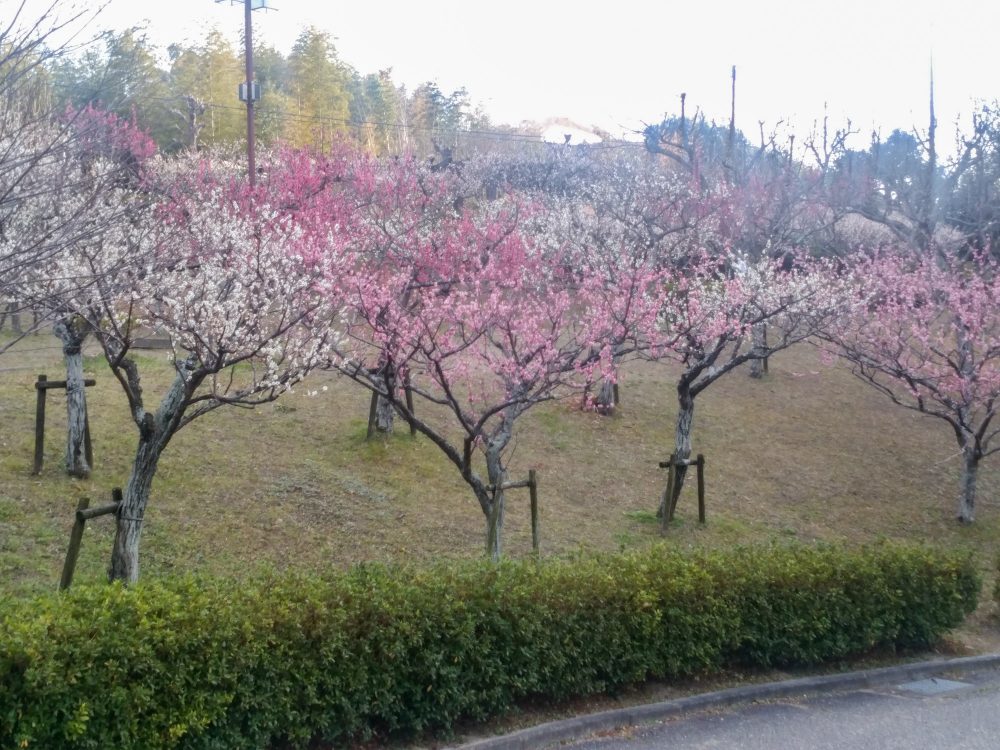 旭公園、梅、2月春の花、愛知県知多市の観光・撮影スポットの名所
