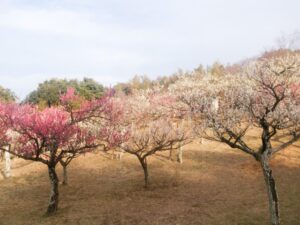 旭公園、梅、2月春の花、愛知県知多市の観光・撮影スポットの名所