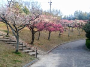 旭公園、梅、2月春の花、愛知県知多市の観光・撮影スポットの名所