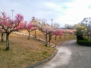 旭公園、梅、2月春の花、愛知県知多市の観光・撮影スポットの名所