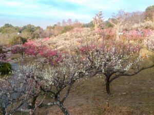 旭公園、梅、2月春の花、愛知県知多市の観光・撮影スポットの名所