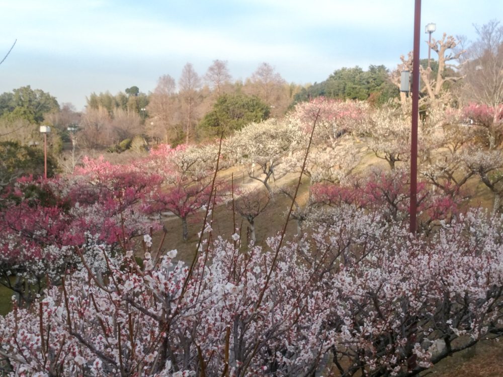 旭公園、梅、2月春の花、愛知県知多市の観光・撮影スポットの名所