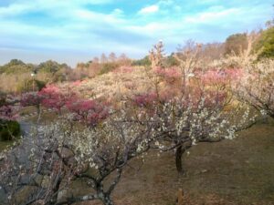 旭公園、梅、2月春の花、愛知県知多市の観光・撮影スポットの名所