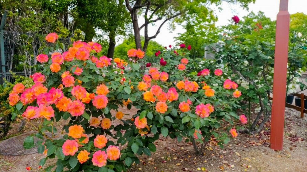 荒子川公園、バラ、6月の夏の花、名古屋市港区の観光・撮影スポットの画像と写真