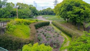 荒子川公園、ラベンダー、6月の夏の花、名古屋市港区の観光・撮影スポットの画像と写真