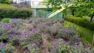 荒子川公園、ラベンダー、6月の夏の花、名古屋市港区の観光・撮影スポットの画像と写真