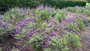 荒子川公園、ラベンダー、6月の夏の花、名古屋市港区の観光・撮影スポットの画像と写真