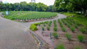 荒子川公園、ラベンダー、6月の夏の花、名古屋市港区の観光・撮影スポットの画像と写真