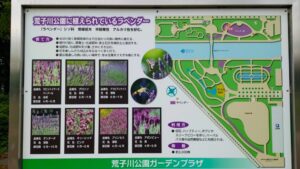 荒子川公園、ラベンダー、6月の夏の花、名古屋市港区の観光・撮影スポットの画像と写真