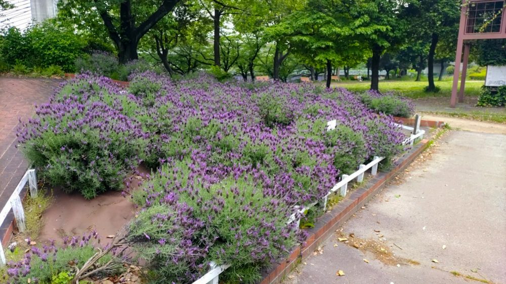 荒子川公園、ラベンダー、6月の夏の花、名古屋市港区の観光・撮影スポットの画像と写真