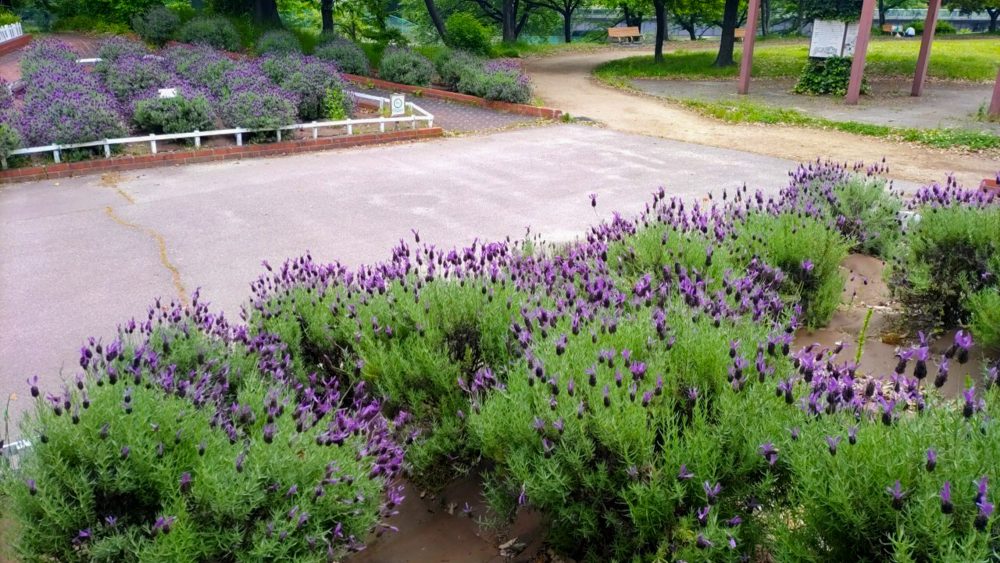 荒子川公園、ラベンダー、6月の夏の花、名古屋市港区の観光・撮影スポットの画像と写真