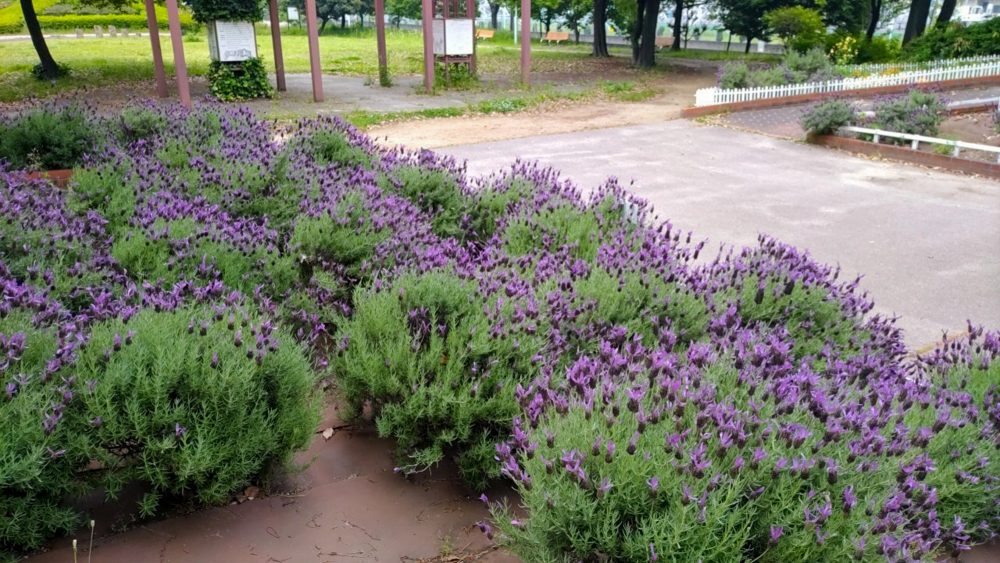 荒子川公園、ラベンダー、6月の夏の花、名古屋市港区の観光・撮影スポットの画像と写真