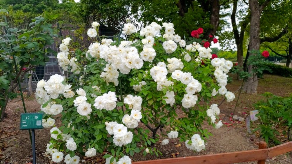 荒子川公園、バラ、6月の夏の花、名古屋市港区の観光・撮影スポットの画像と写真