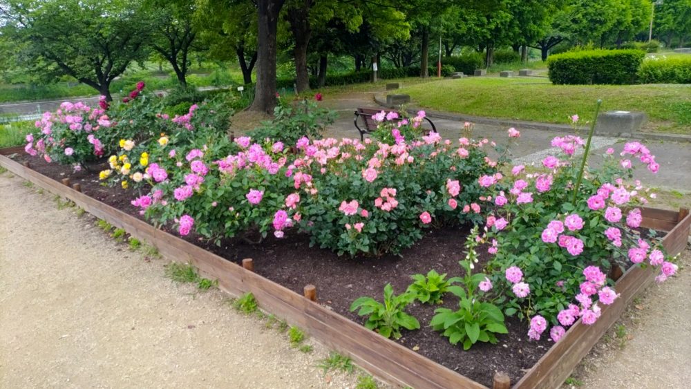 荒子川公園、バラ、6月の夏の花、名古屋市港区の観光・撮影スポットの画像と写真