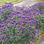 荒子川公園、ラベンダー、6月の夏の花、名古屋市港区の観光・撮影スポットの画像と写真