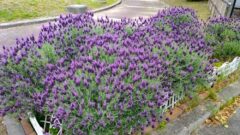 荒子川公園、ラベンダー、6月の夏の花、名古屋市港区の観光・撮影スポットの画像と写真