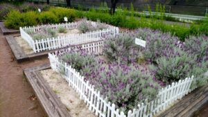 荒子川公園、ラベンダー、6月の夏の花、名古屋市港区の観光・撮影スポットの画像と写真
