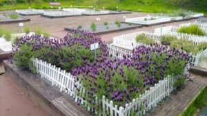 荒子川公園、ラベンダー、6月の夏の花、名古屋市港区の観光・撮影スポットの画像と写真
