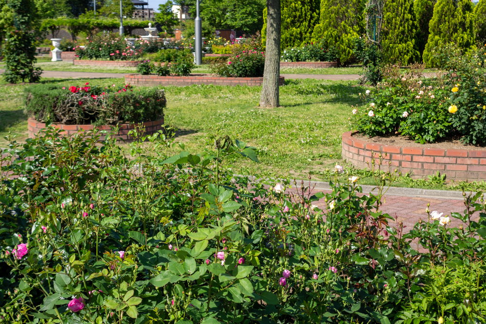 安八郡ばら公園いこいの広場、バラ園、5月夏の花、岐阜県安八郡の観光・撮影スポットの画像と写真