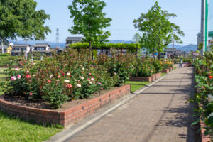 安八郡ばら公園いこいの広場、バラ園、5月夏の花、岐阜県安八郡の観光・撮影スポットの画像と写真