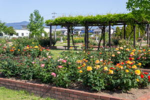安八郡ばら公園いこいの広場、バラ園、5月夏の花、岐阜県安八郡の観光・撮影スポットの画像と写真