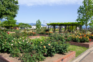 安八郡ばら公園いこいの広場、バラ園、5月夏の花、岐阜県安八郡の観光・撮影スポットの画像と写真