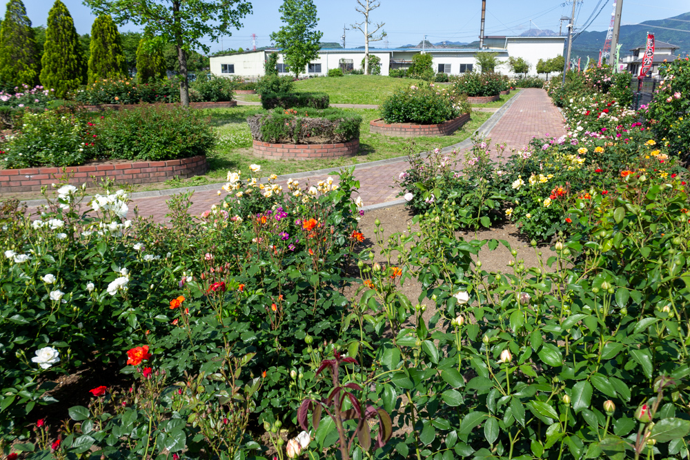 安八郡ばら公園いこいの広場、バラ園、5月夏の花、岐阜県安八郡の観光・撮影スポットの画像と写真