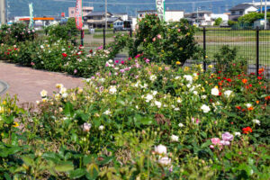 安八郡ばら公園いこいの広場、バラ園、5月夏の花、岐阜県安八郡の観光・撮影スポットの画像と写真