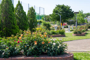 安八郡ばら公園いこいの広場、バラ園、5月夏の花、岐阜県安八郡の観光・撮影スポットの画像と写真