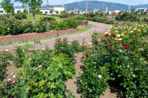 安八郡ばら公園いこいの広場、バラ園、5月夏の花、岐阜県安八郡の観光・撮影スポットの画像と写真