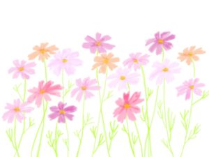 コスモスイラスト