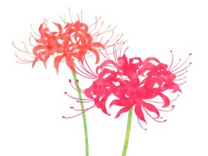 彼岸花イラスト