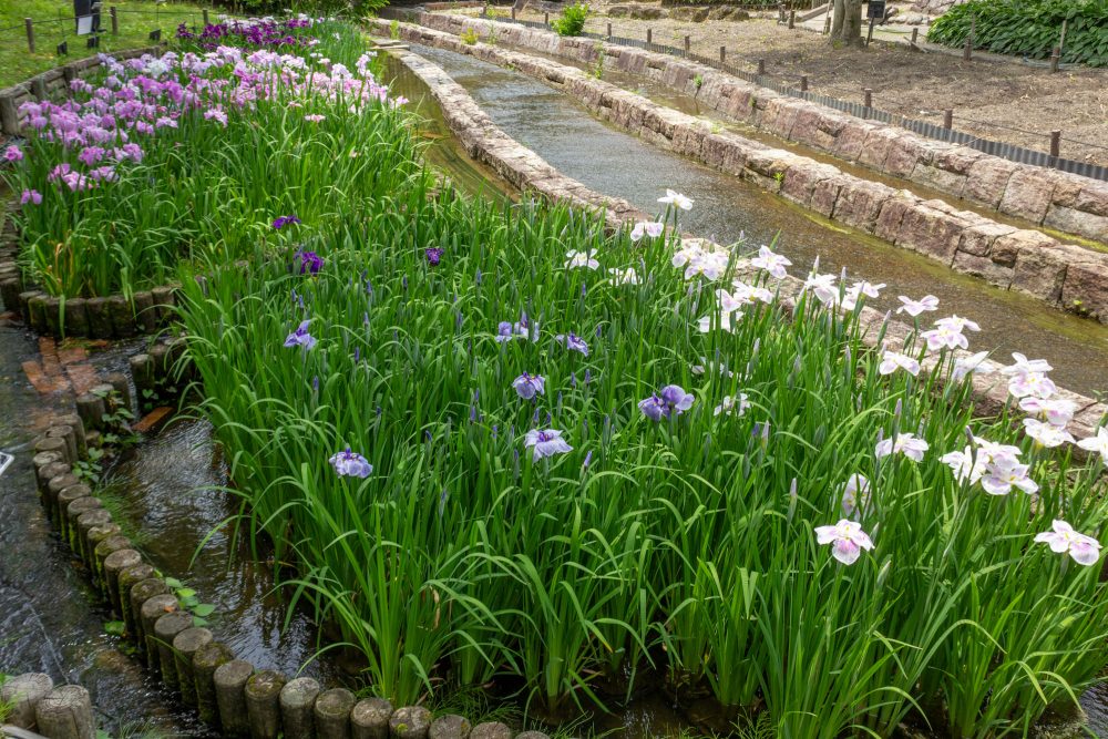 木曽三川公園センター、花しょうぶ、6月の秋の花、岐阜県海津市の観光・撮影スポットの画像と写真