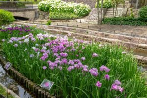 木曽三川公園センター、花しょうぶ、6月の秋の花、岐阜県海津市の観光・撮影スポットの画像と写真