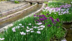 木曽三川公園センター、花しょうぶ、6月の秋の花、岐阜県海津市の観光・撮影スポットの画像と写真