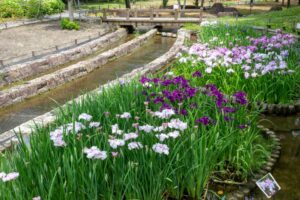 木曽三川公園センター、花しょうぶ、6月の秋の花、岐阜県海津市の観光・撮影スポットの画像と写真