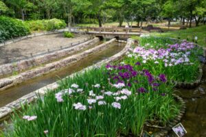 木曽三川公園センター、花しょうぶ、6月の秋の花、岐阜県海津市の観光・撮影スポットの画像と写真