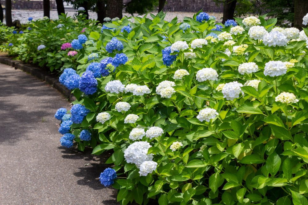 木曽三川公園センター、あじさい、6月の秋の花、岐阜県海津市の観光・撮影スポットの画像と写真