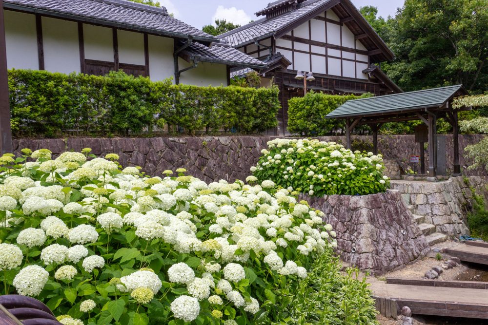 木曽三川公園センター、あじさい、6月の秋の花、岐阜県海津市の観光・撮影スポットの画像と写真