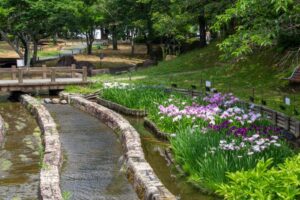 木曽三川公園センター、花しょうぶ、6月の秋の花、岐阜県海津市の観光・撮影スポットの画像と写真