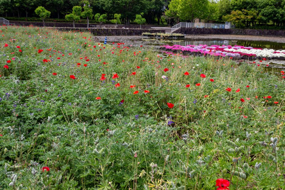 木曽三川公園センター、ポピー、6月の秋の花、岐阜県海津市の観光・撮影スポットの画像と写真
