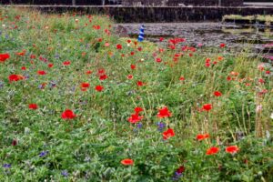 木曽三川公園センター、ポピー、6月の秋の花、岐阜県海津市の観光・撮影スポットの画像と写真