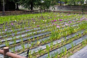 九華公園、花しょうぶ、6月夏の花、三重県桑名市の観光・撮影スポットの名所