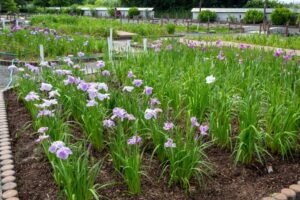 万葉公園高松分園。花しょうぶ、6月夏の花、愛知県一宮市の観光・撮影スポットの画像と写真