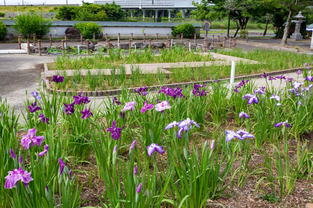 万葉公園高松分園。花しょうぶ、6月夏の花、愛知県一宮市の観光・撮影スポットの画像と写真