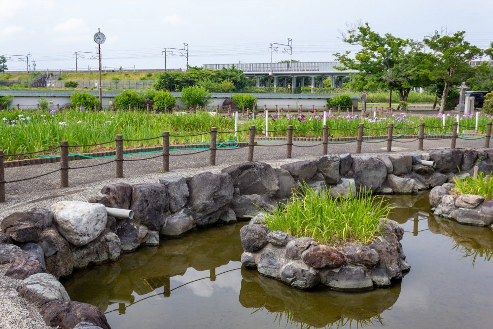 万葉公園高松分園。花しょうぶ、6月夏の花、愛知県一宮市の観光・撮影スポットの画像と写真