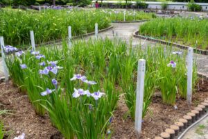 万葉公園高松分園。花しょうぶ、6月夏の花、愛知県一宮市の観光・撮影スポットの画像と写真
